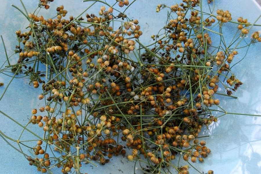 Beautiful images of dried seeds and twigs