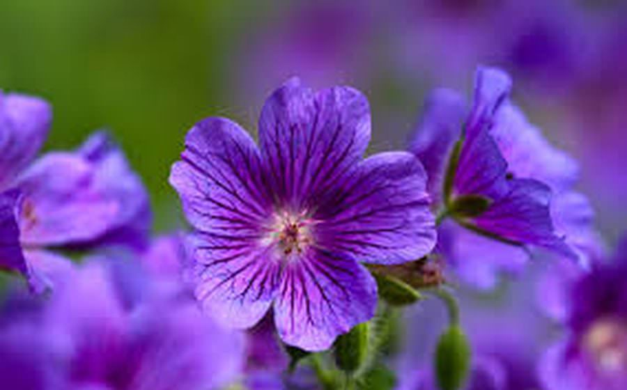 picture of violet flower