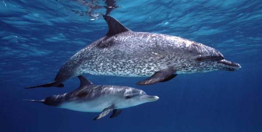 baby dolphin swimming with mom