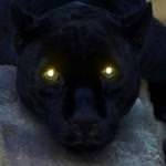 Profile photo of Li-ney